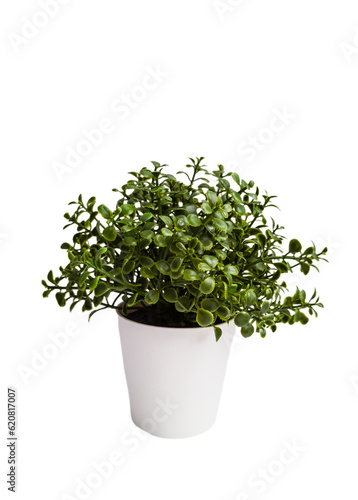 Radiator plants fresh in a pot