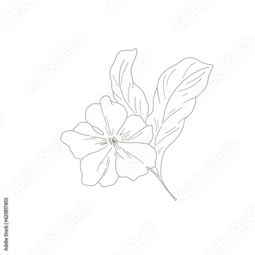 Botanical elegant line art minimalist modern style. png illustrations