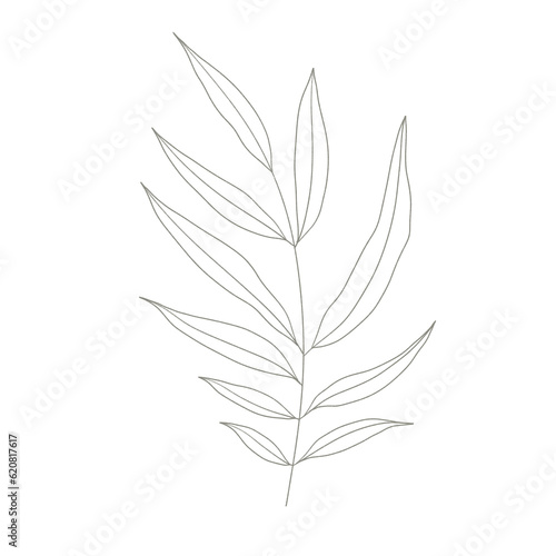 Botanical elegant line art minimalist modern style. png illustrations © kraifreedom