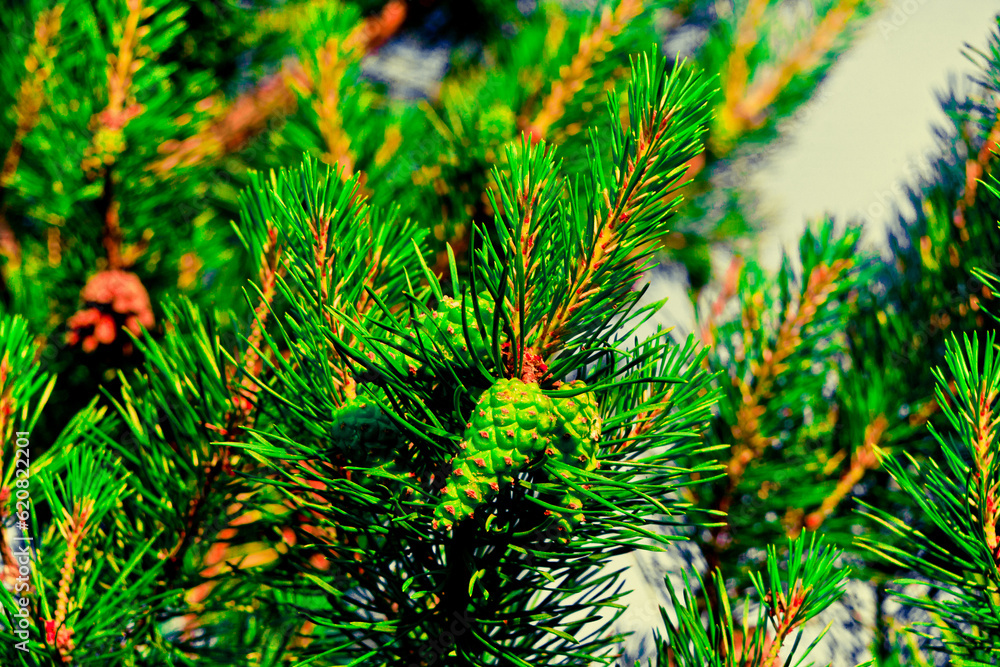 Fluffy tree with pine needles on a green summer field. young green cones. scenery. spruce. aspen. evergreen tree
Fluffy tree with pine needles on a green summer field. young green cones. scenery. spruce. aspen. evergreen tree