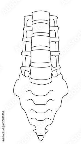 腰椎・仙骨・尾骨のシンプルな線画イラスト