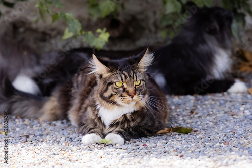 Main Coon Cat 