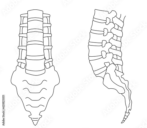 腰椎・仙骨・尾骨のシンプルな線画イラスト