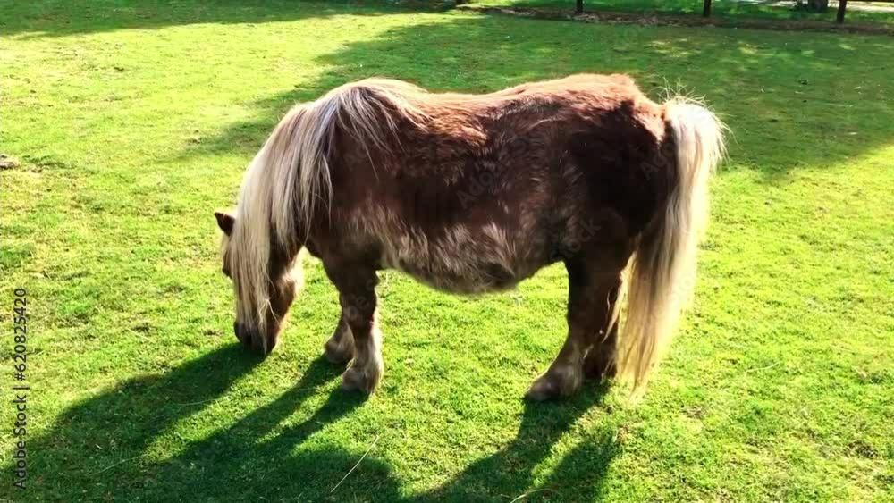 A brown pony is eating grass in the meadow. A bay horse grazes on the lawn A brown pony is eating grass in the meadow. A bay horse grazes on the lawn