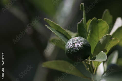 close up view of unripe green orange fruit on the tree