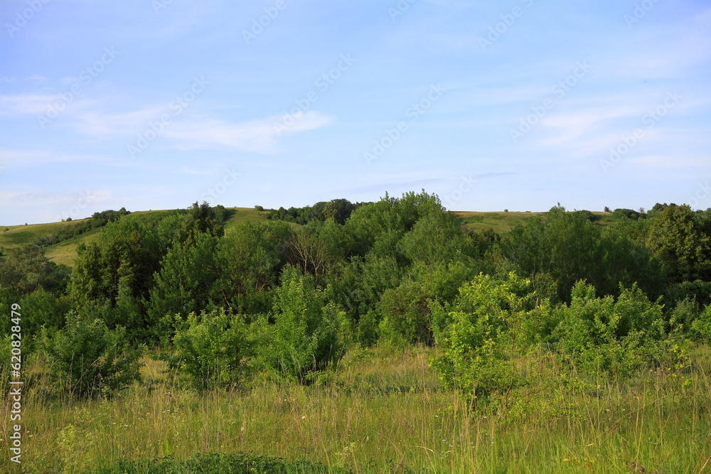 a field with green grass and dense forest, and a beautiful sky. scenery. park area.
