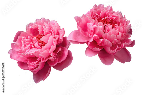 Fototapeta Naklejka Na Ścianę i Meble -  Beautiful peony flowers isolated on white