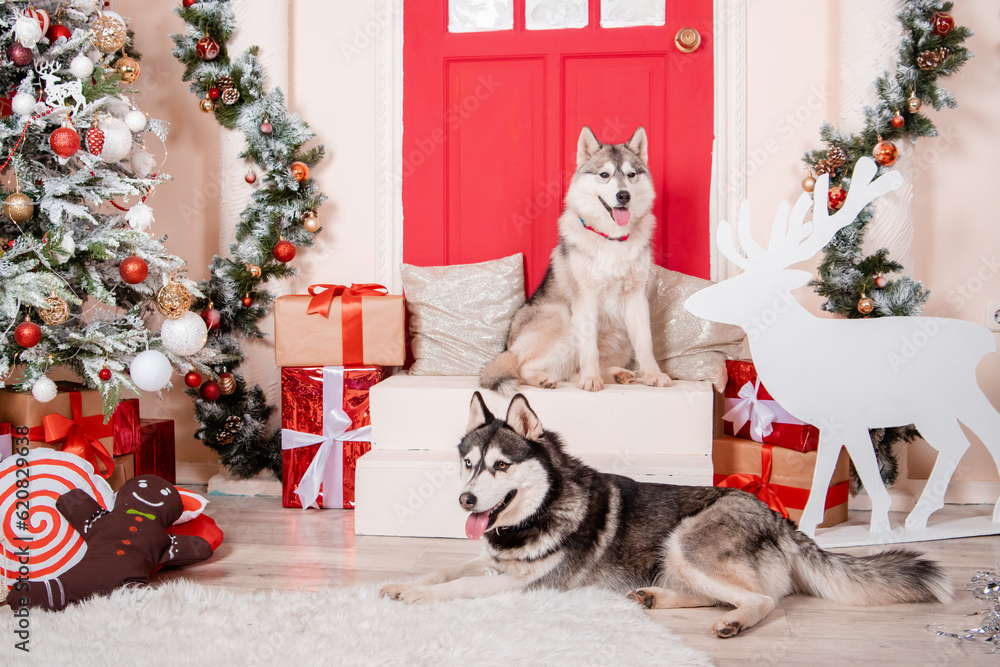 Two husky dogs are sitting in the studio near the Christmas tree and New Year's decorations.