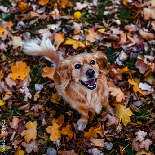 Red dog smiling in autumn foliage in park