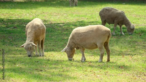 Herd of Wiltipoll Sheep Grazes Green Grass in a  Fiield on Sunny Day photo