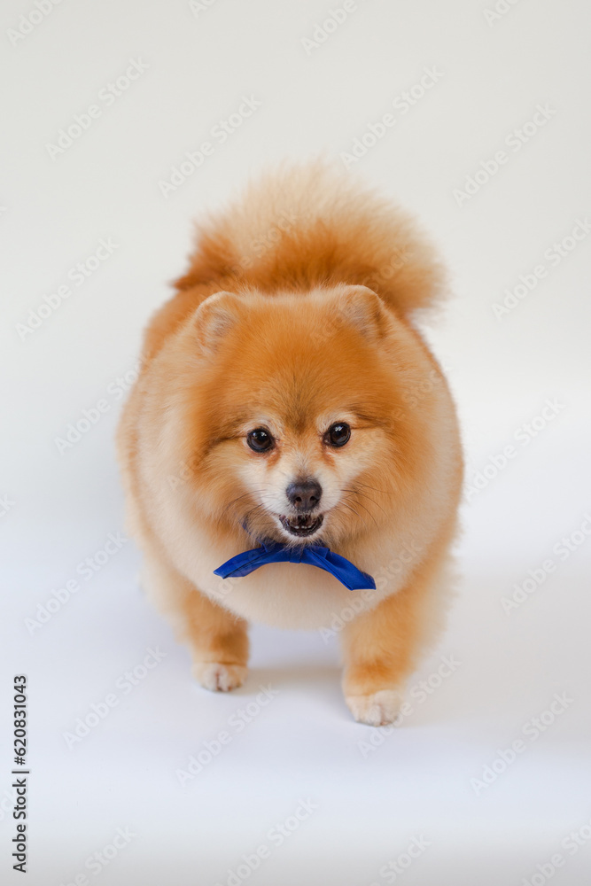 Pomeranian dog standing on white background.