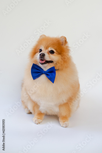 Pomeranian dog sitting on white background.