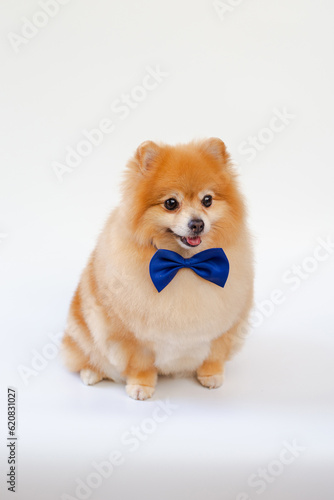 Pomeranian dog sitting on white background.