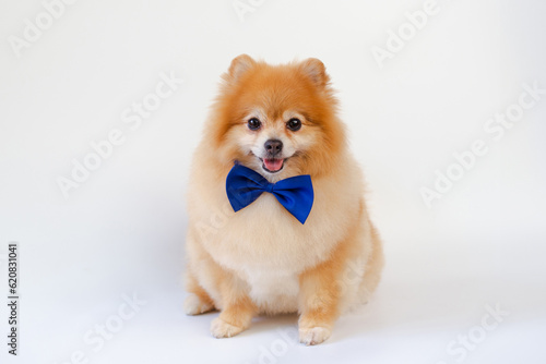 Pomeranian dog sitting on white background.