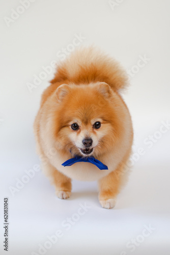 Pomeranian dog standing on white background.