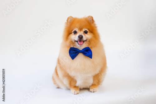 Pomeranian dog sitting on white background.