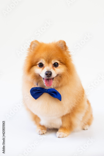 Pomeranian dog sitting on white background.