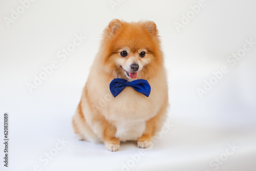 Pomeranian dog sitting on white background.