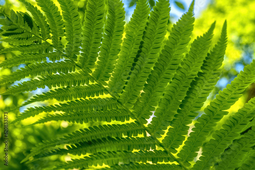 Fern Sheet Green Close-up Background photo