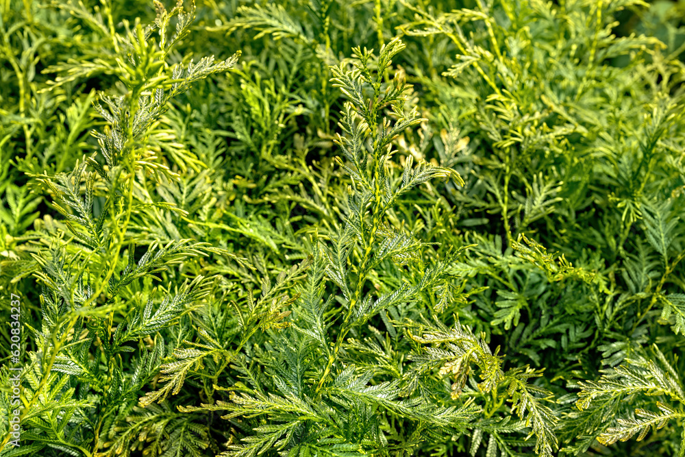 Selaginella Burgeffii Green Grass Background Selaginella Burgeffii Green Grass Background