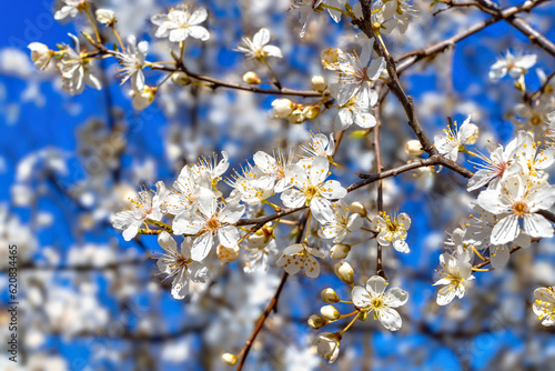 White Apple Blossom Background Close Up