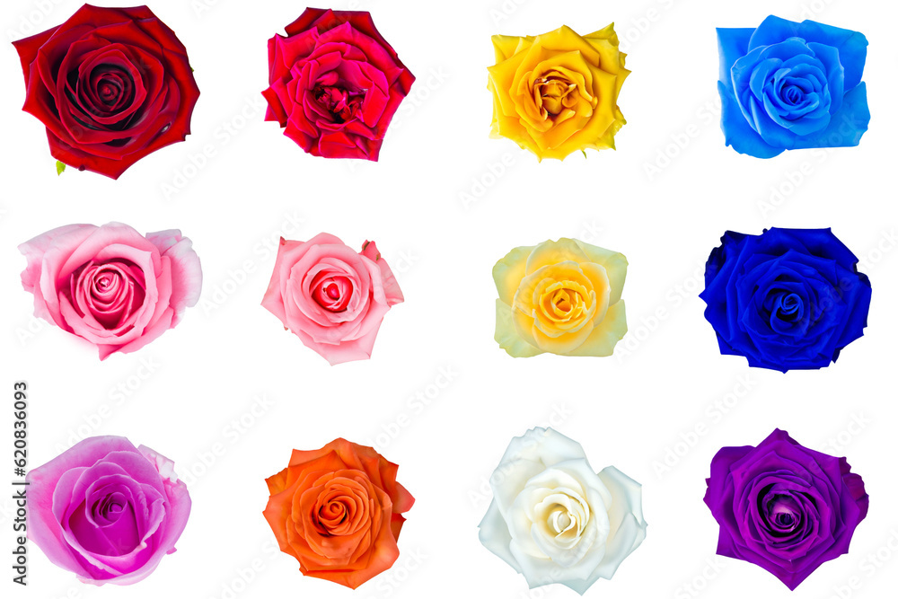 set of roses isolated on white set of roses isolated on white