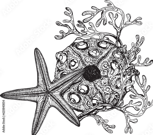 Marine composition, postcard of seaweed, starfish, sea urchin. Black and white hand-drawn graphics translated into vector. Illustration designed for  packaging, prints, stickers, posters