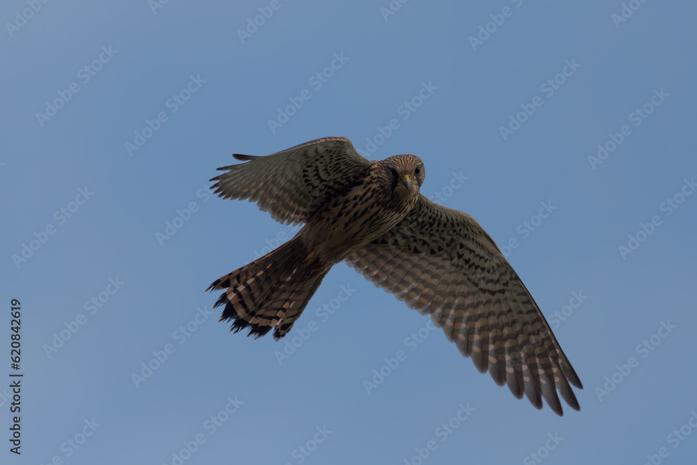 Fototapeta premium comoon Kestrel