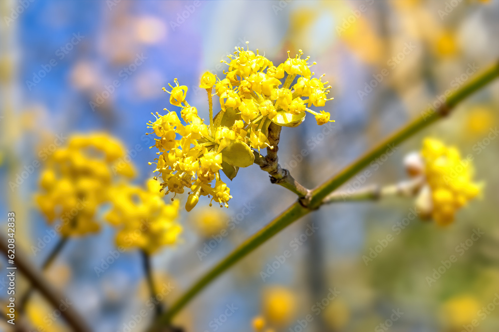Cornelian cherry blossom Cornus mas