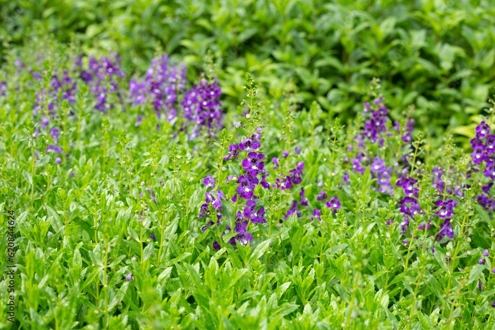 Obraz premium Beautiful angelonia goyazensis benth in the park