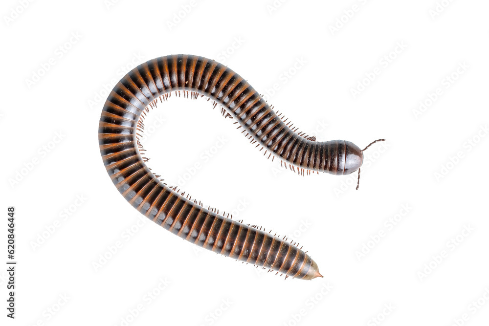 Millipede, Myriapoda, Spirostreptus giganteus on transparent background ,PNG Millipede, Myriapoda, Spirostreptus giganteus on transparent background ,PNG