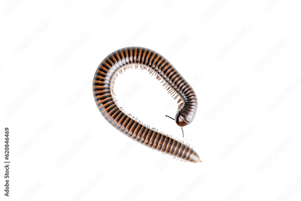 Millipede, Myriapoda, Spirostreptus giganteus on transparent background ,PNG Millipede, Myriapoda, Spirostreptus giganteus on transparent background ,PNG