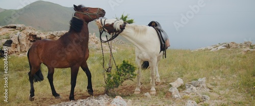 Foto The white brown domestic horses grazes on meadow in rocky steppe area