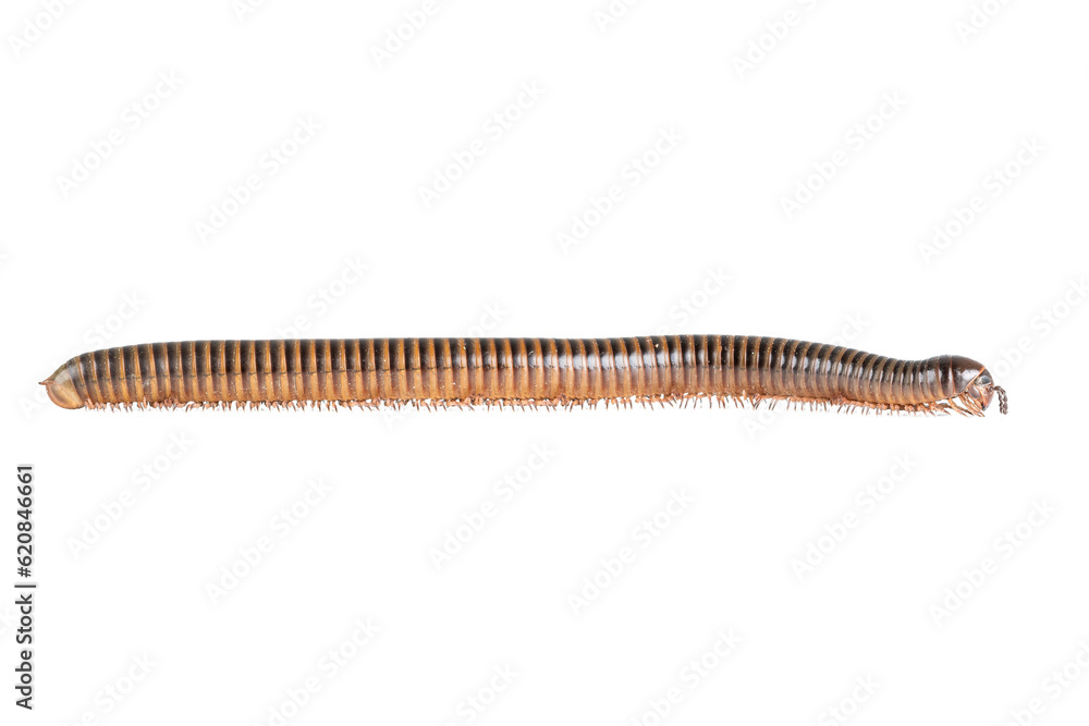 Millipede, Myriapoda, Spirostreptus giganteus on transparent background ,PNG Millipede, Myriapoda, Spirostreptus giganteus on transparent background ,PNG