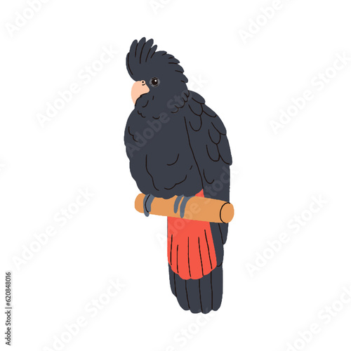 Red-tailed Banksian black cockatoo. Exotic parrot sitting on perch. Cute trop...