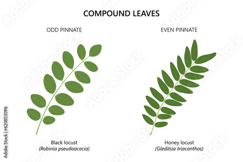 Compound leaves. Odd pinnate and even pinnate compound leaves. Black locust (Robinia pseudoacacia) and Honey locust (Gleditsia triacanthos). 