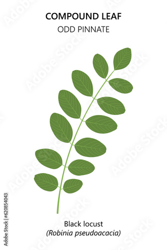 Green leaf isolated on white background. Compound leaf. Black locust (Robinia pseudoacacia). 
