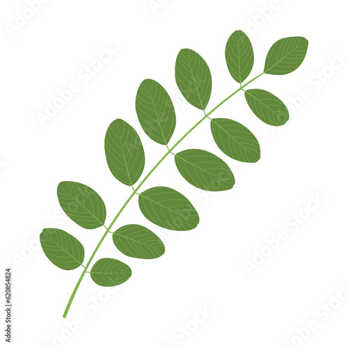 Compound leaf. Black locust (Robinia pseudoacacia). Green leaf on a white background.