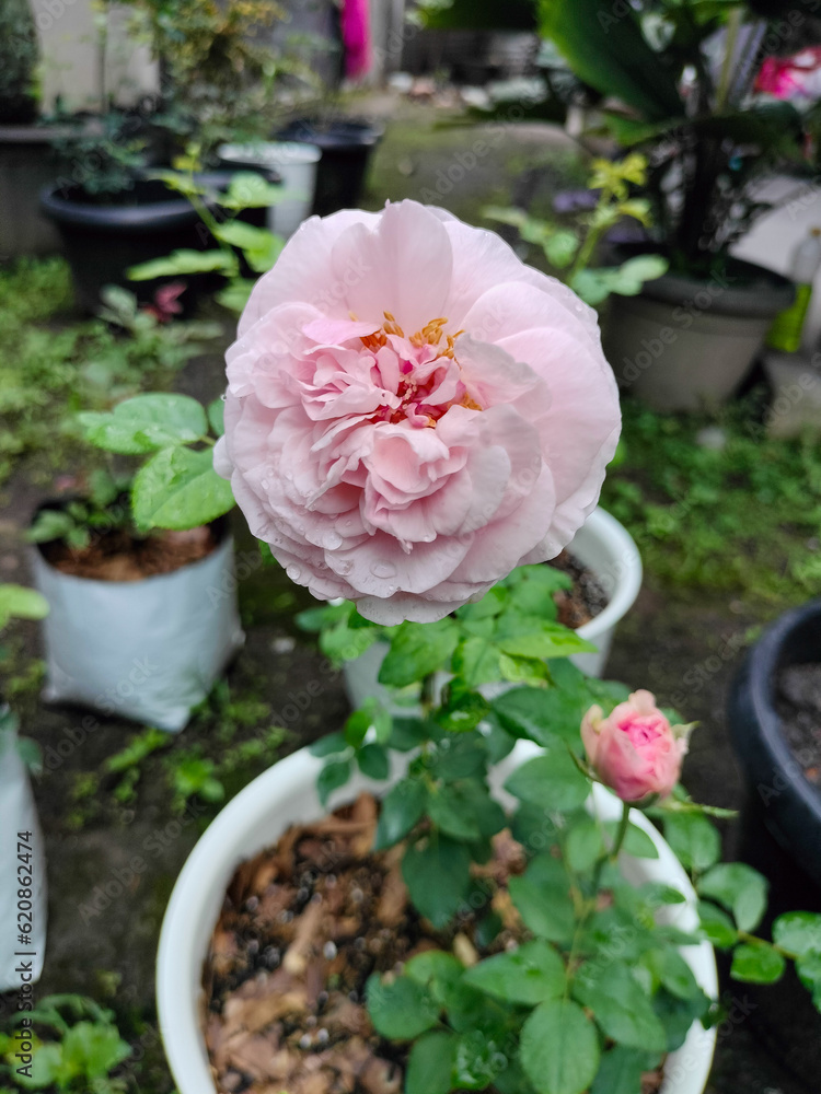 A delicate, light pink rose blooms in a white pot in a garden. The rose has soft petals that curl around the center, forming a beautiful shape.