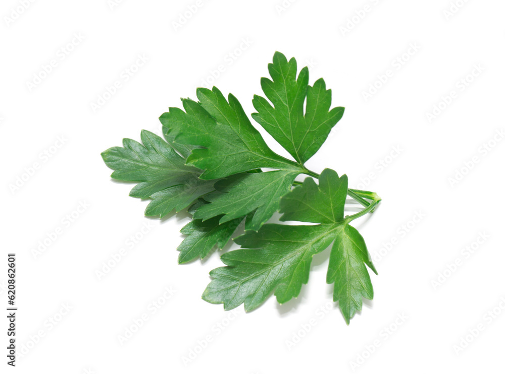 Fresh parsley leaf. Parsley leaf isolated on white. Fresh parsley leaf. Parsley leaf isolated on white.