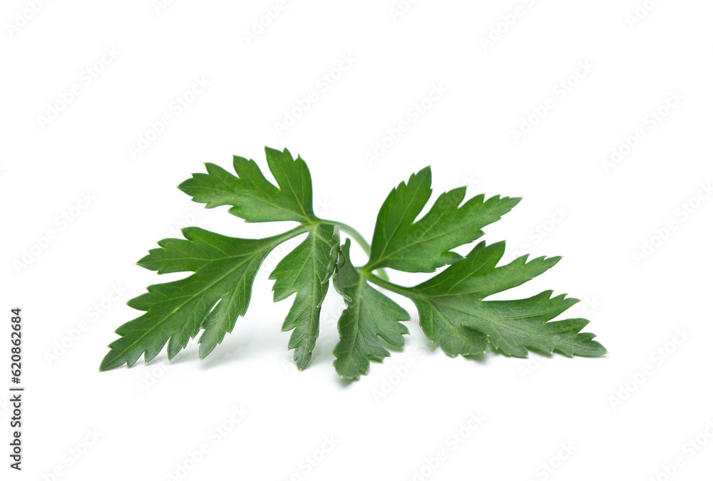 Fresh parsley leaf. Parsley leaf isolated on white. Fresh parsley leaf. Parsley leaf isolated on white.