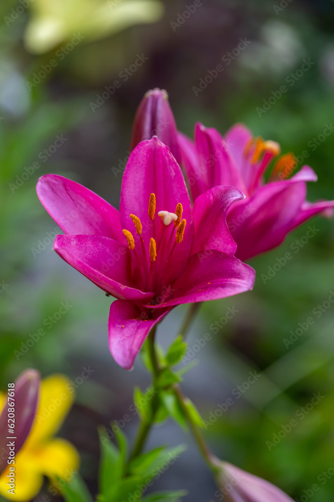 Blooming pink lily on a green background on a summer sunny day macro photography. Garden lillies with bright pink petals in summer, close-up photography. Blooming pink lily on a green background on a summer sunny day macro photography. Garden lillies with bright pink petals in summer, close-up photography.