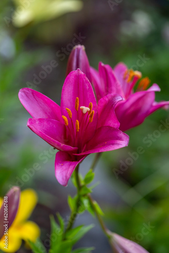 Blooming pink lily on a green background on a summer sunny day macro photography. Garden lillies with bright pink petals in summer, close-up photography.  © Anton