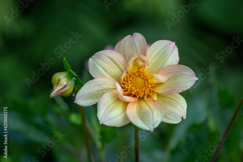 Blossom yellow dahlia flower on a summer sunny day macro photography. Garden dahlia with light yellow petals in the sunlight close-up photography.