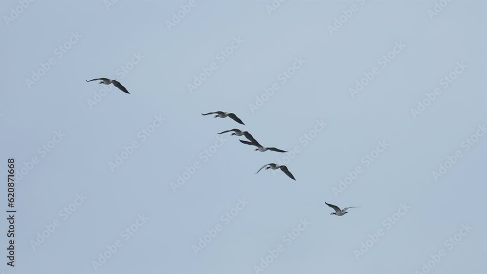 Wild geese migration. Birds fly in the wedge formation in the blue sky. Wild geese migration. Birds fly in the wedge formation in the blue sky.