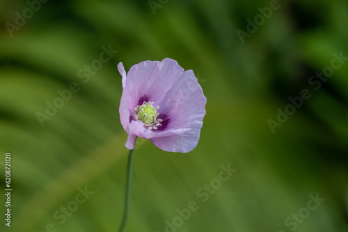 Blooming pink flower of oriental poppy on a green background macro photography on a summer day. Large papaver orientale with purple petals close-up photo in summertime.