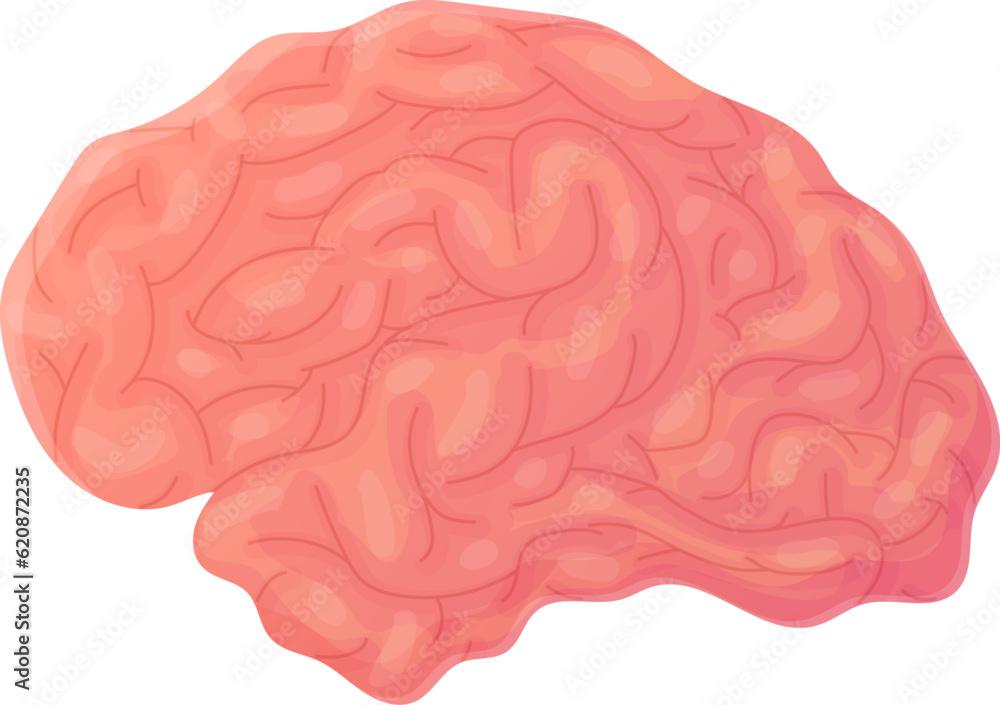 Human brain. Concept of wisdom, clever, smart. Internal organ, anatomy. Human brain. Concept of wisdom, clever, smart. Internal organ, anatomy.