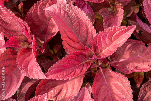 close-up photo of the red miana plant,red coleus leaves photo