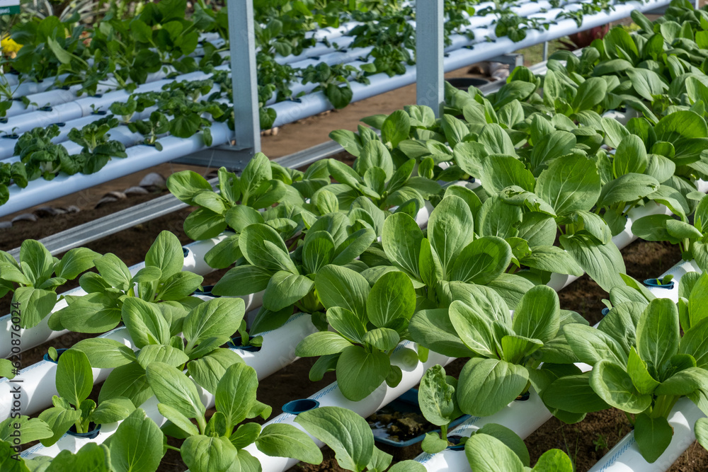 Obraz premium planting mustard greens by hydroponic method