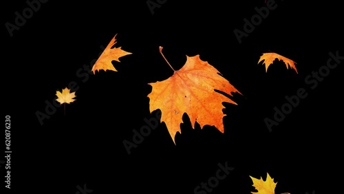 Falling yellow leaves overlay on a black background